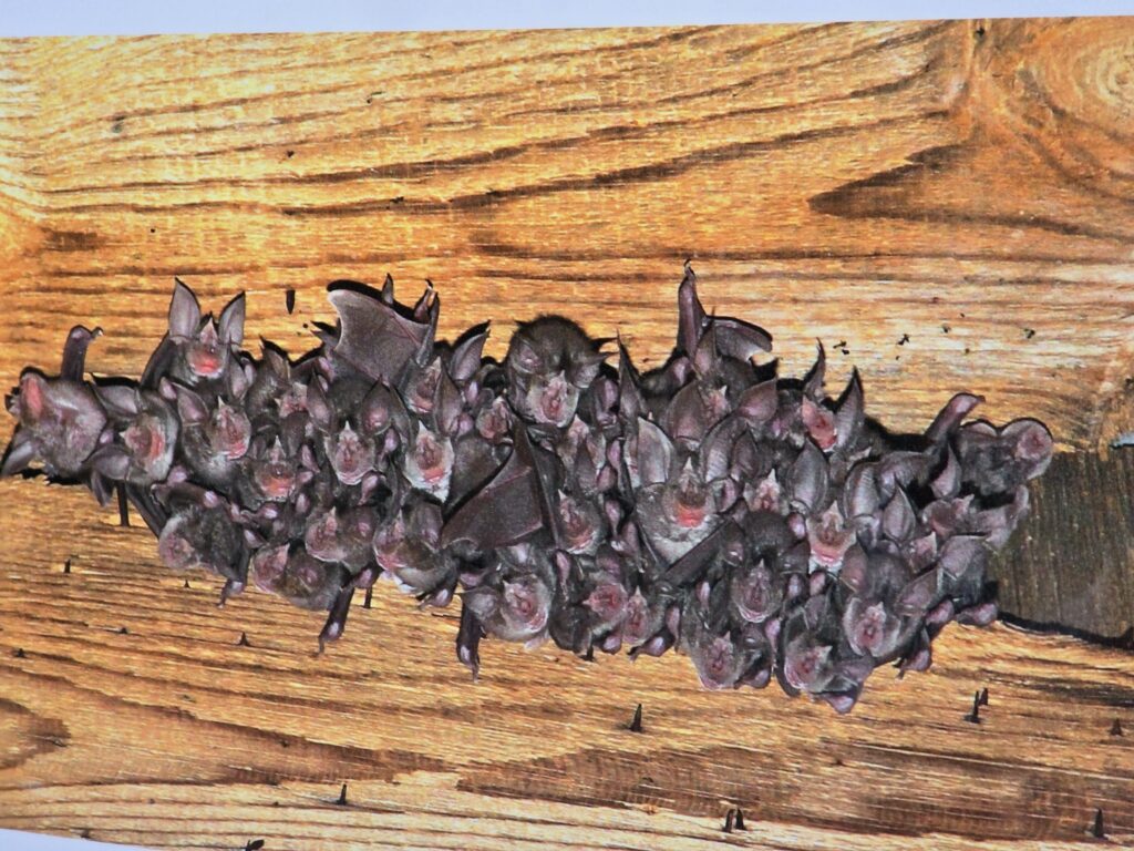 Ils pigns rinolofs gronds fuorman adina ina gruppa sche lur mummas ein absentas.